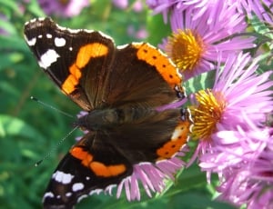 shallow focus photography of black and brown butterfly on top of purple flower during daytime thumbnail