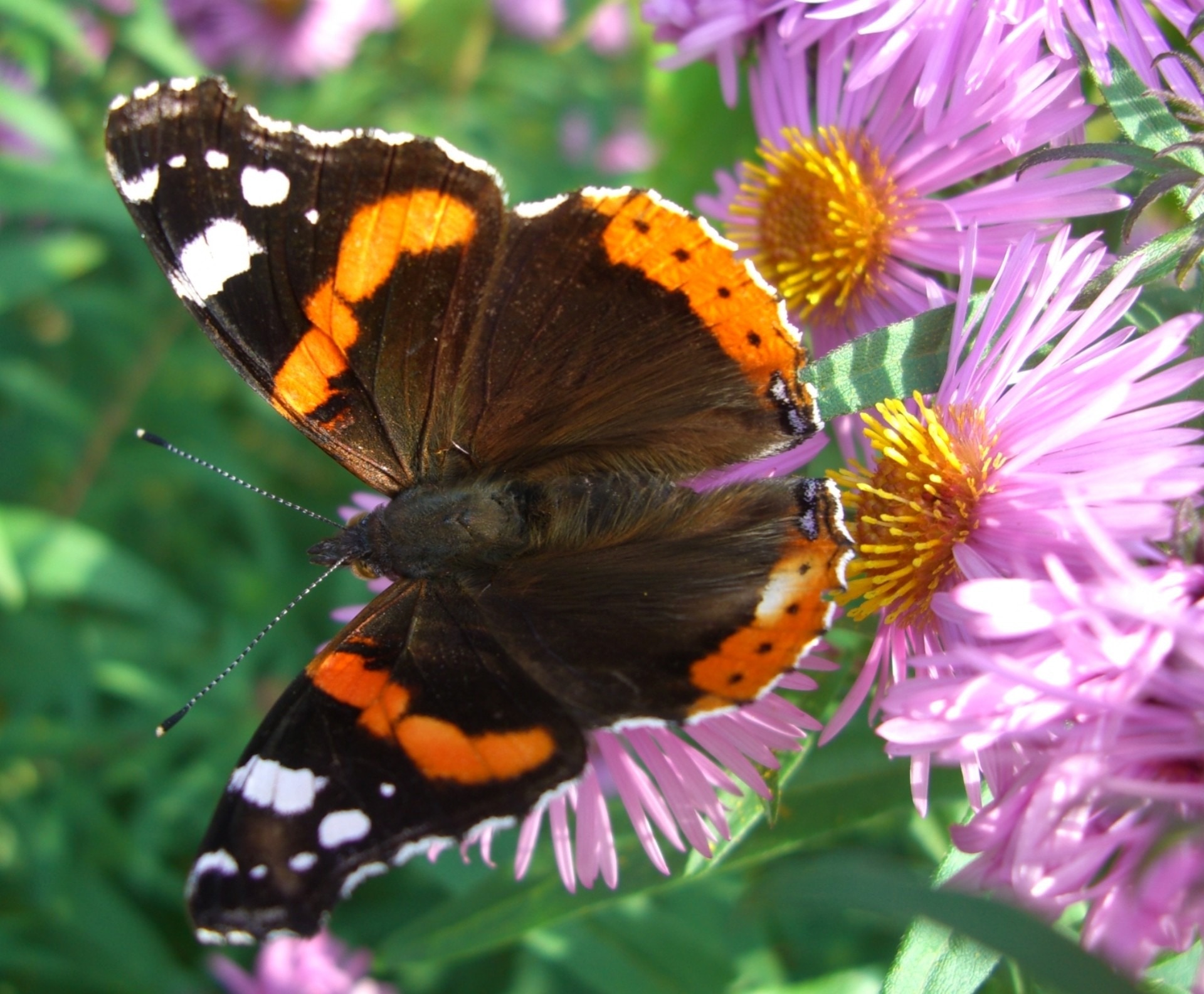 shallow focus photography of black and brown butterfly on top of purple flower during daytime