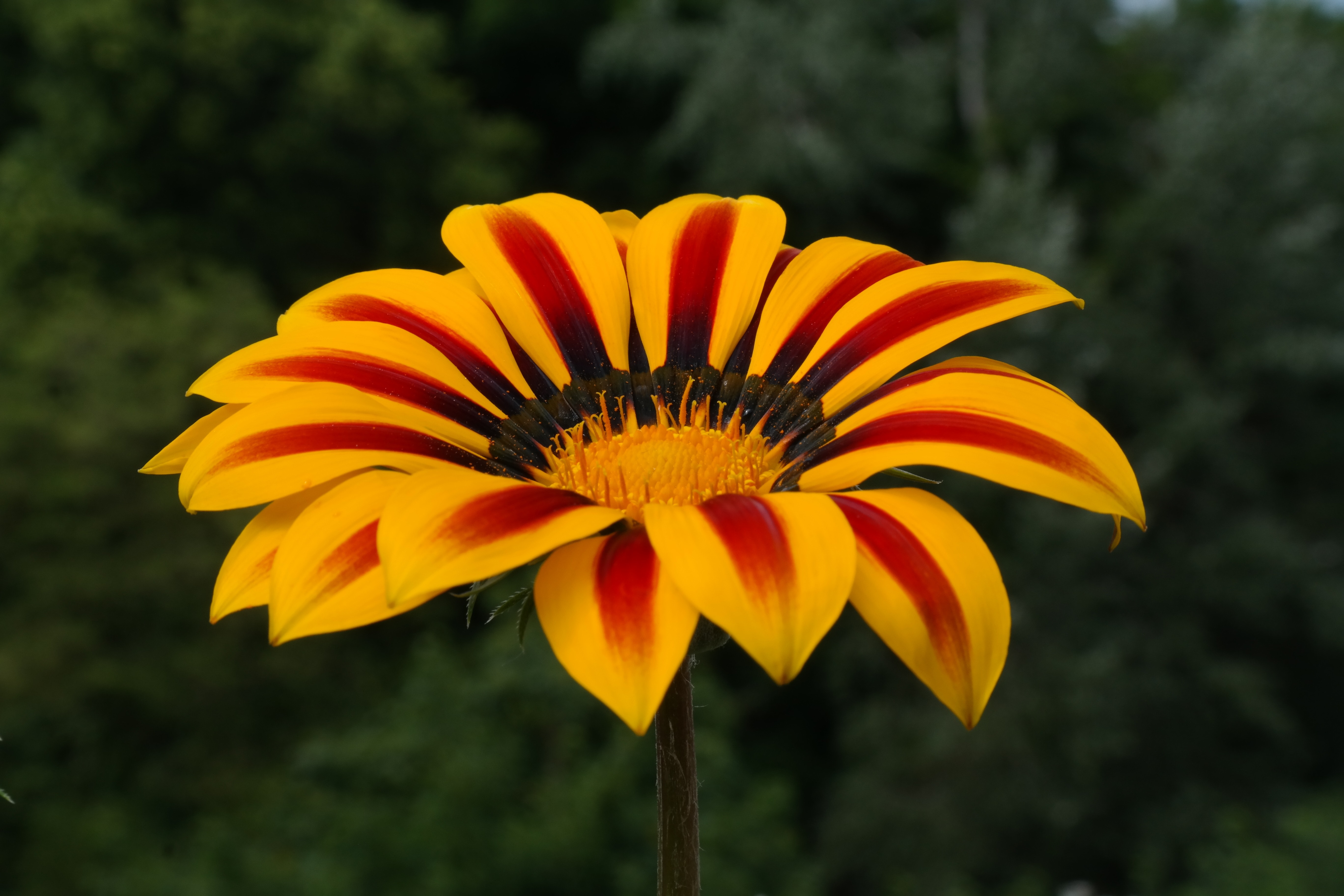 yellow red petaled flowe