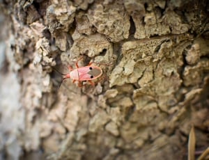 red and brown manfaced bug thumbnail