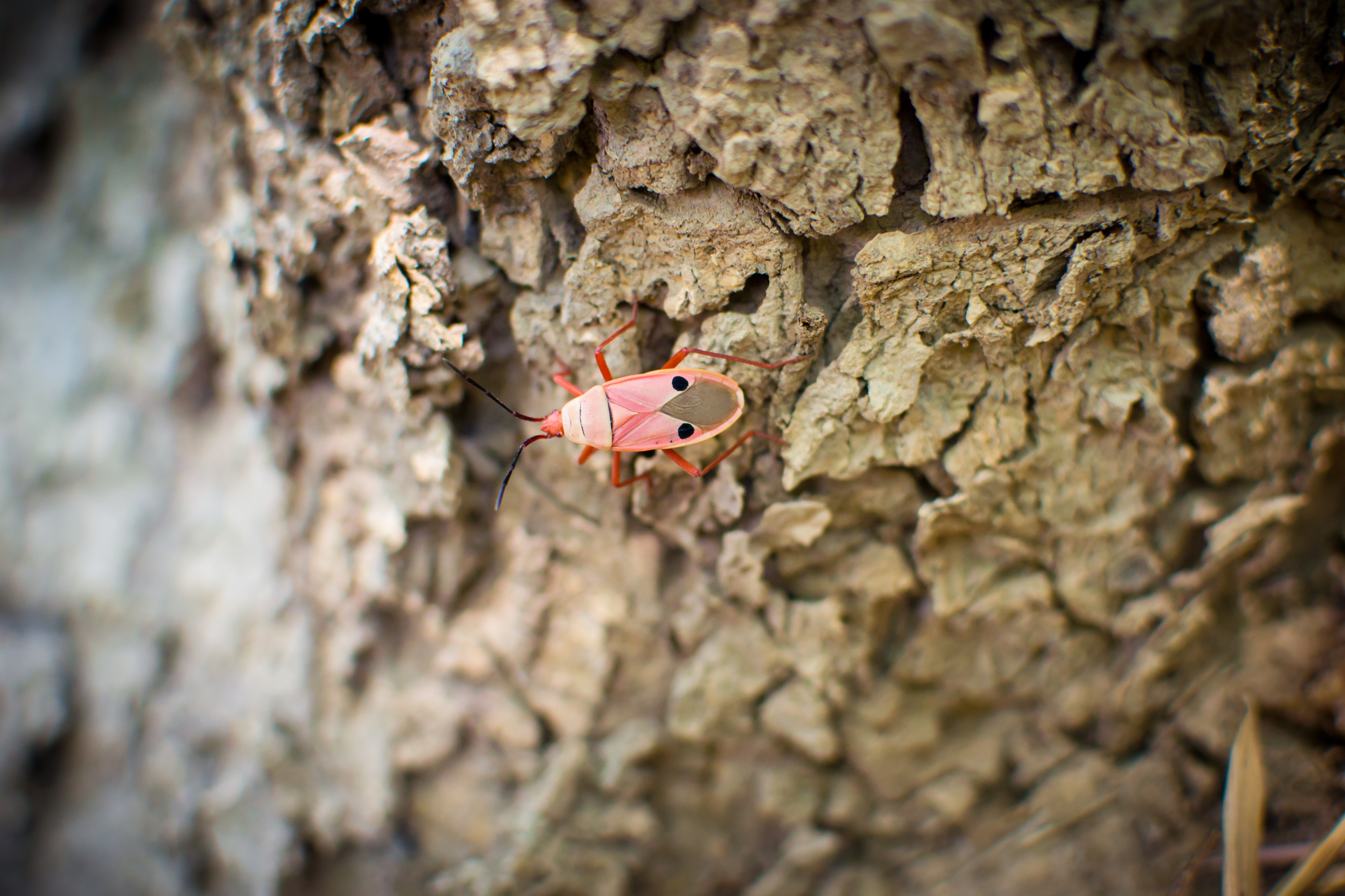 red and brown manfaced bug