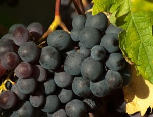 grapes thumbnail