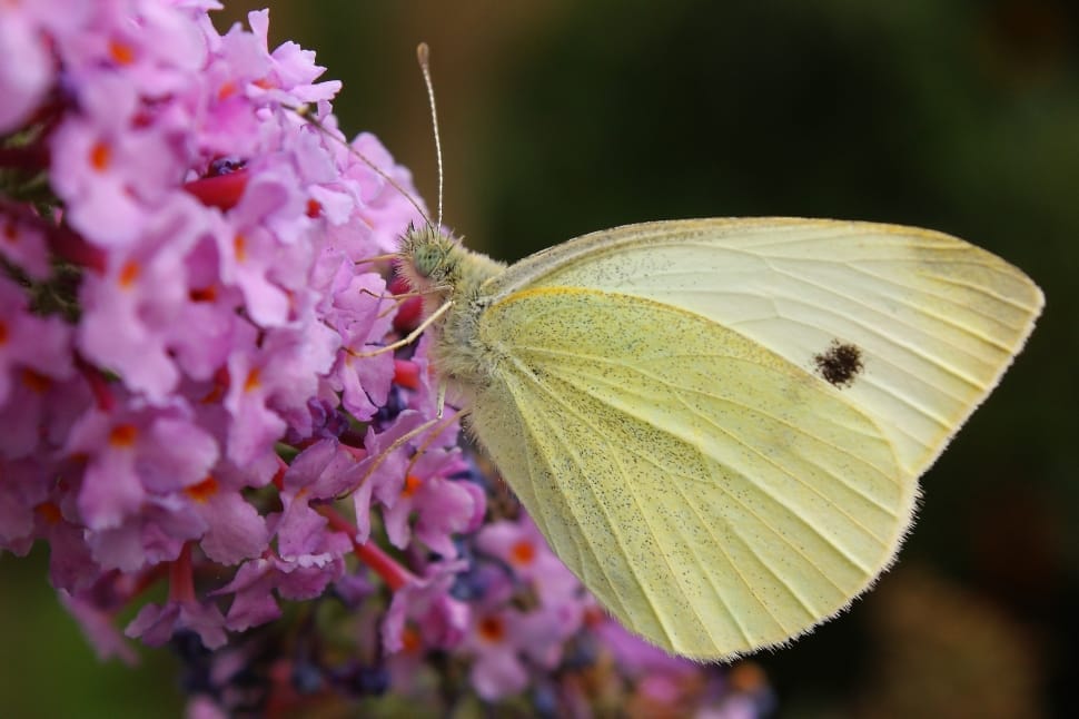 cabbage white butterfly ] preview