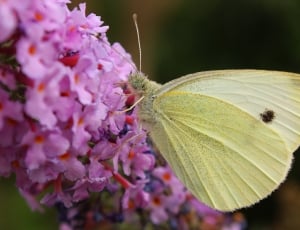 cabbage white butterfly ] thumbnail