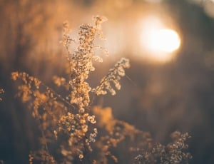 selective focus photography of white flowers during sunrise thumbnail