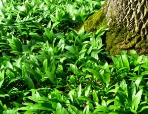 Plant, Bear'S Garlic, Forest, green color, nature thumbnail