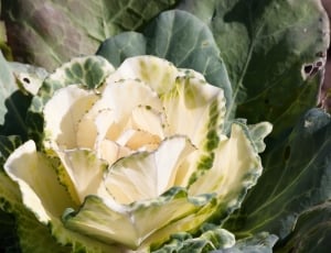 Brassica Oleracea, Ornamental Cabbage, food, food and drink thumbnail