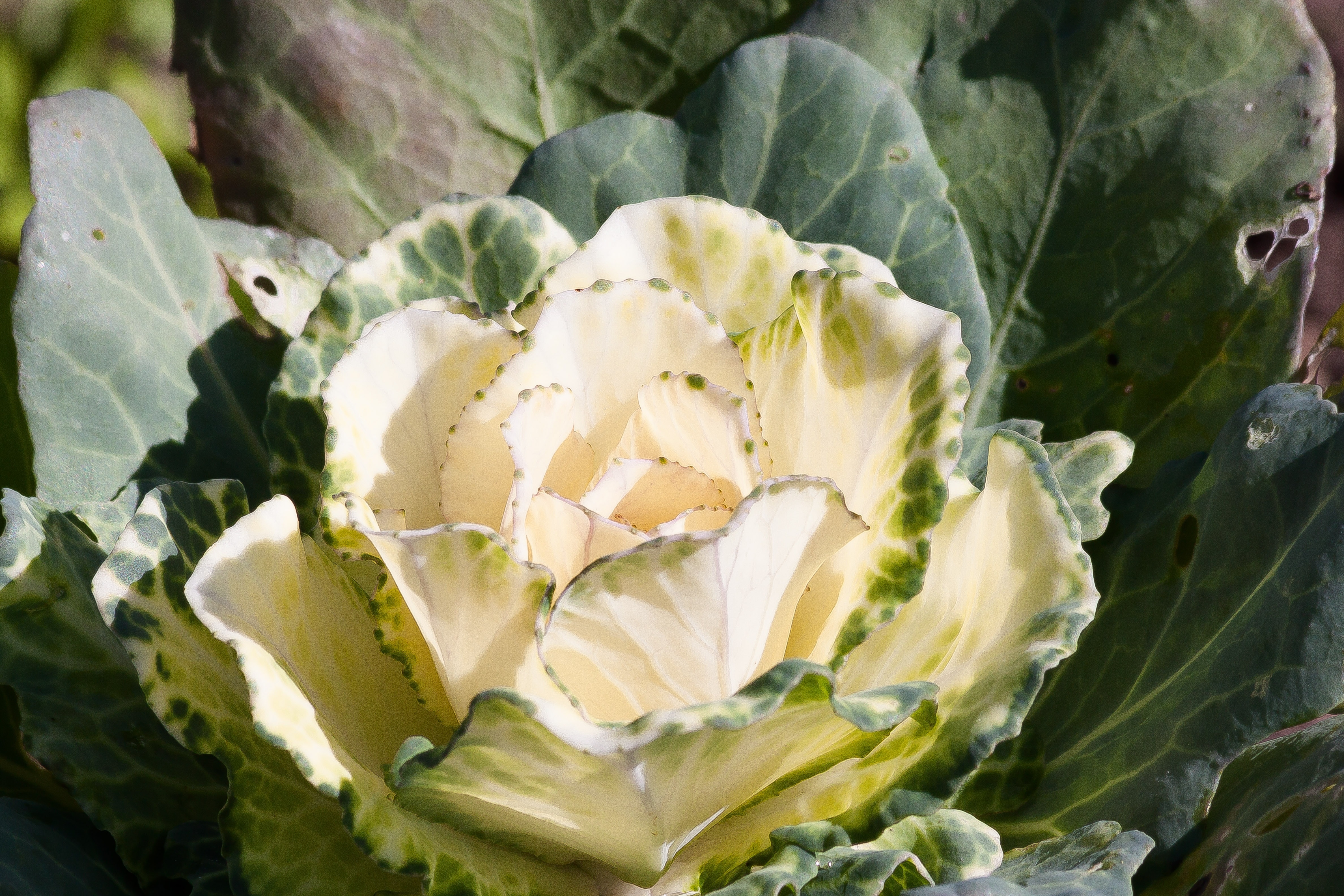 Brassica Oleracea, Ornamental Cabbage, food, food and drink