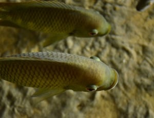 2 brown and yellow pet fishes thumbnail
