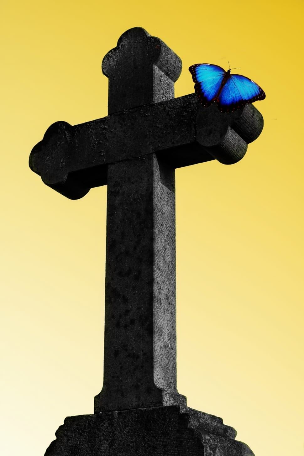butterfly and grey concrete cross post preview