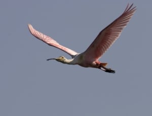 white and pink bird thumbnail