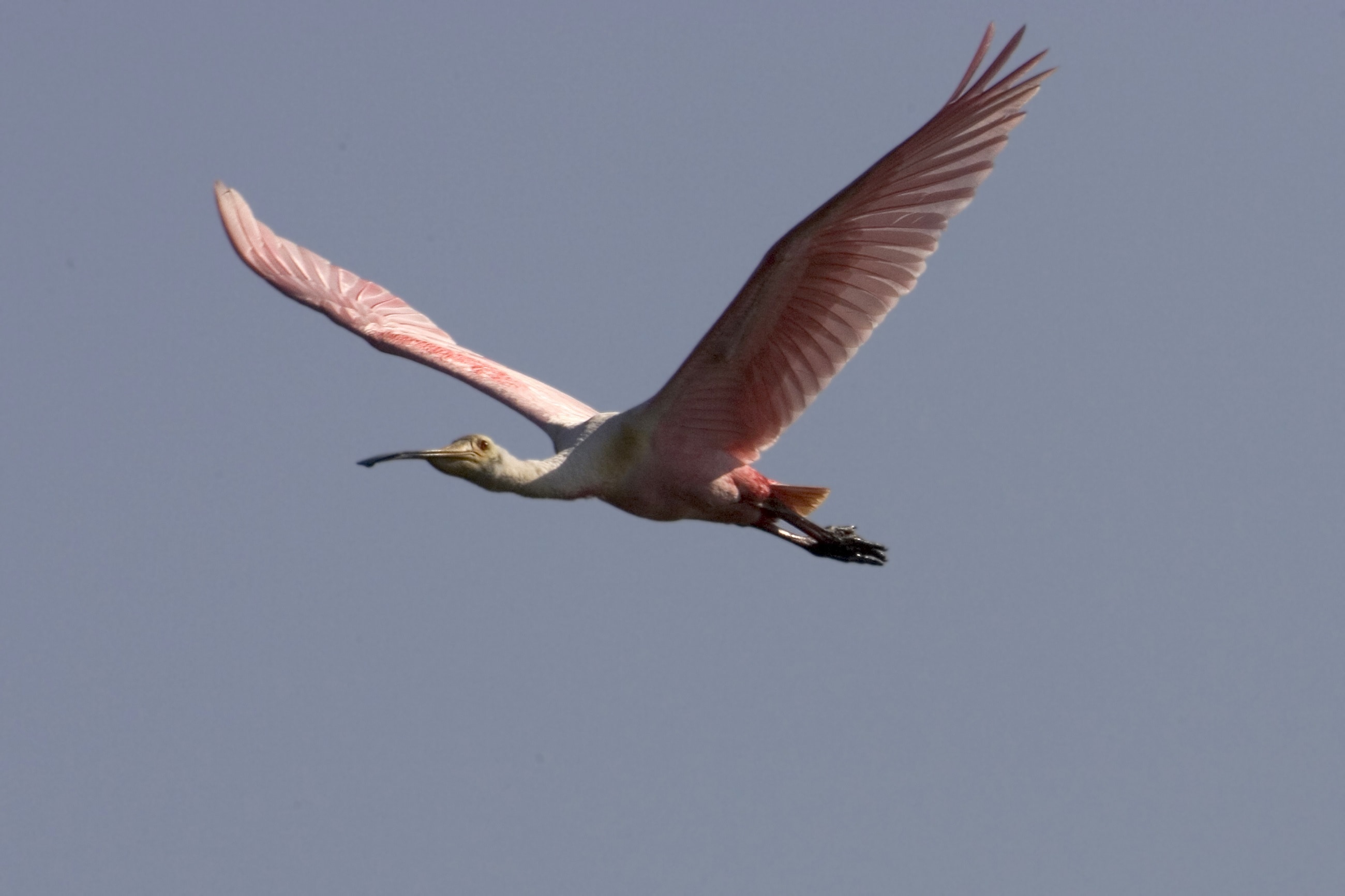 white and pink bird