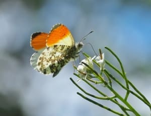 orange and white and black butterfly thumbnail