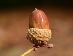 brown and beige fruit thumbnail