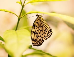 yellow butterfly thumbnail