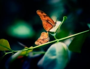 orange and black butterfly on green leaf plant during daytime thumbnail