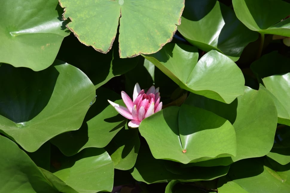 close photo of pink waterlily preview