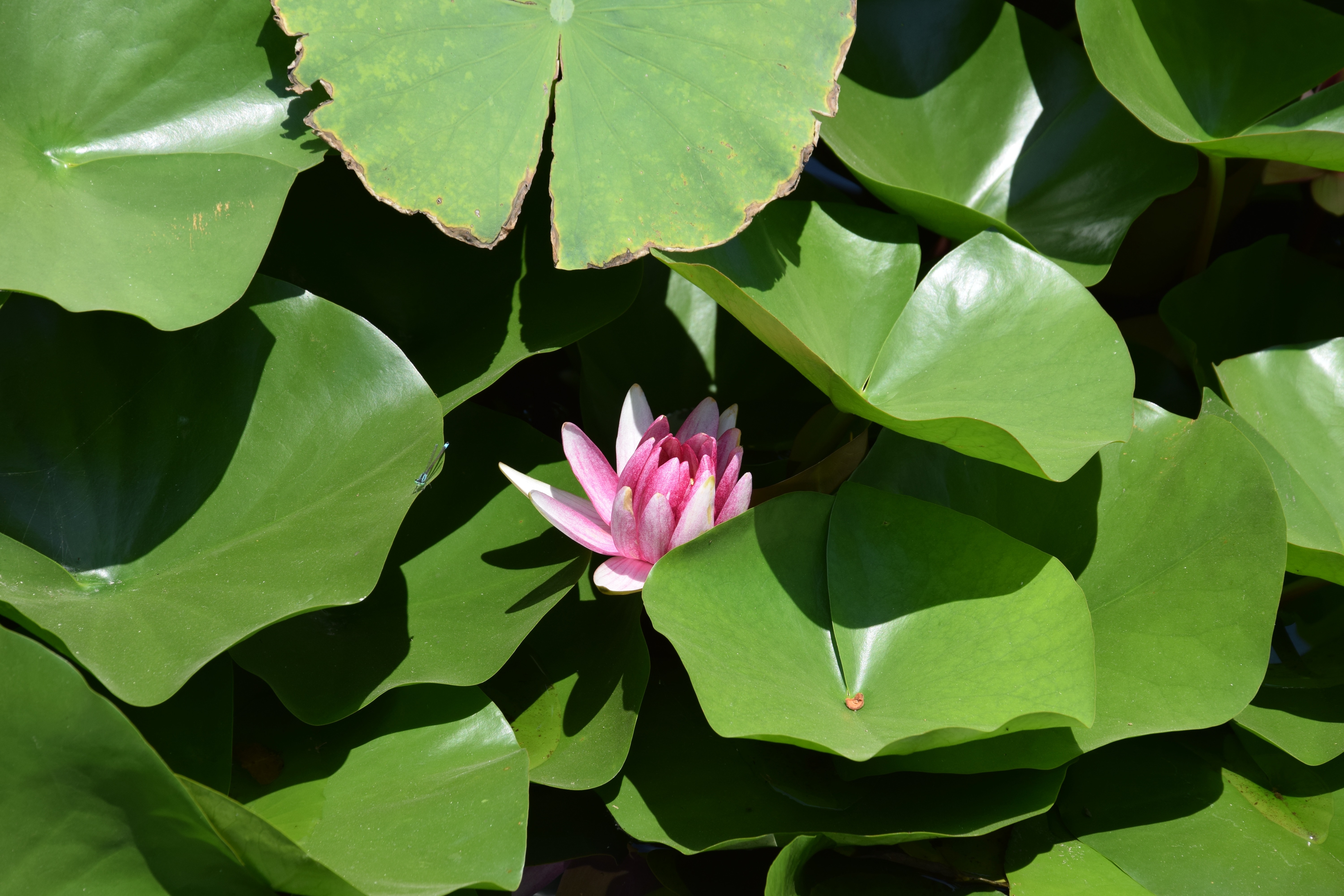 close photo of pink waterlily