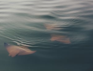 three stingrays swimming underwater thumbnail