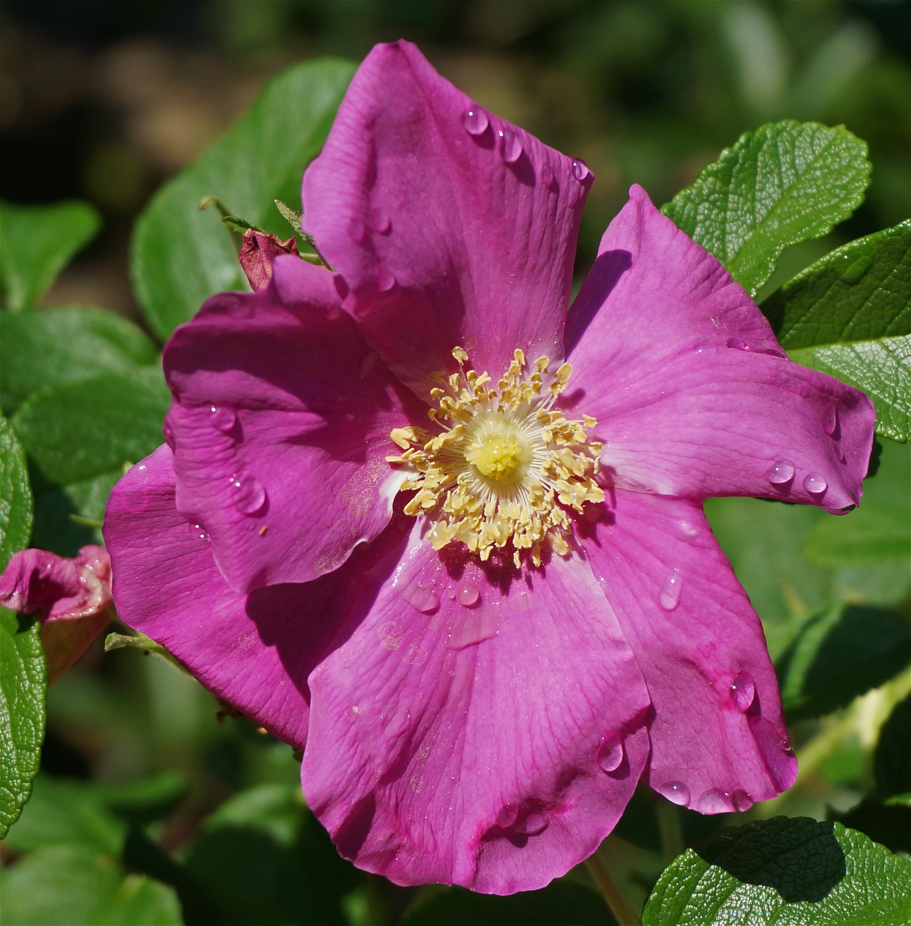 purple flower