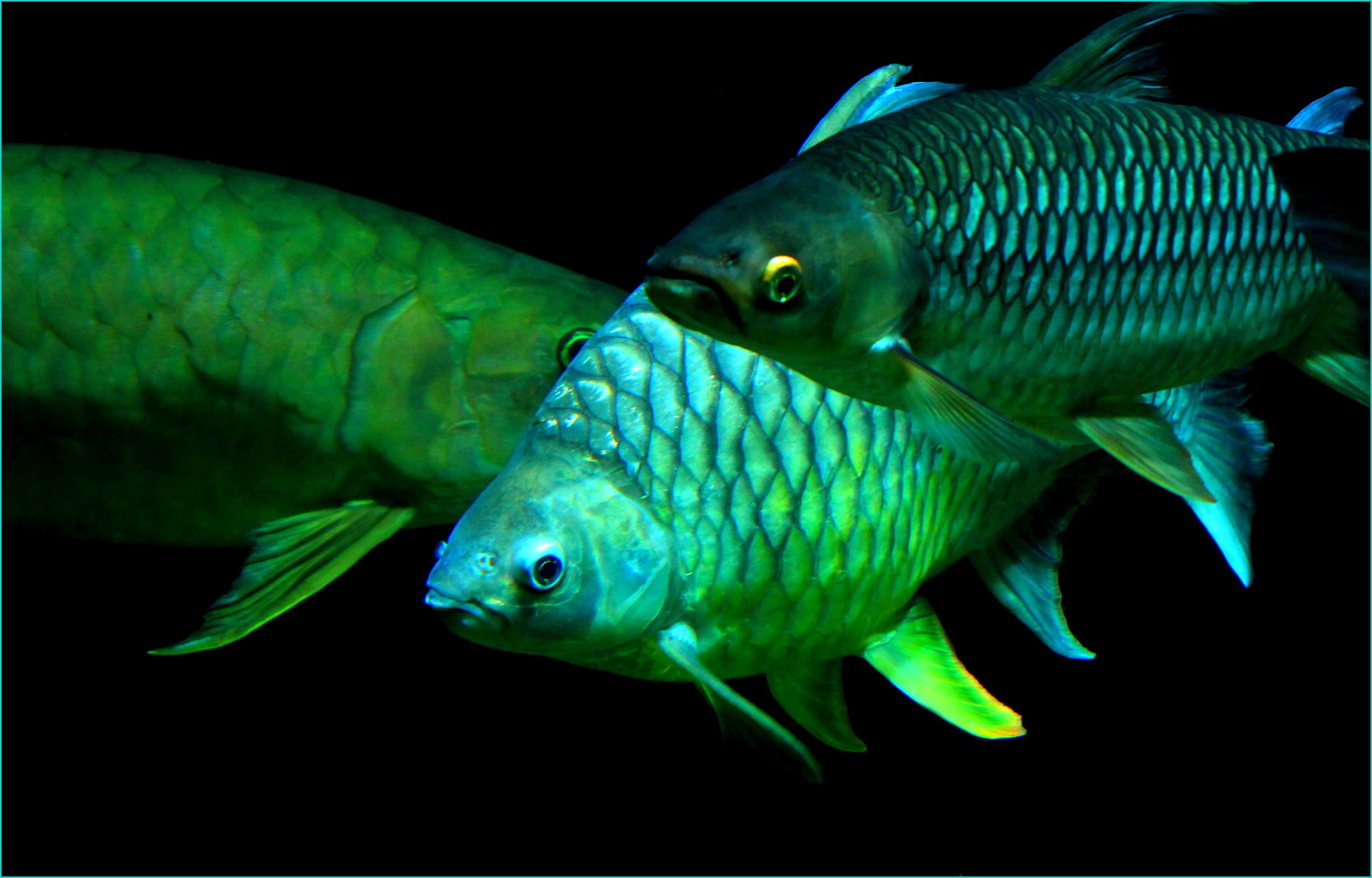 green fish free image | Peakpx