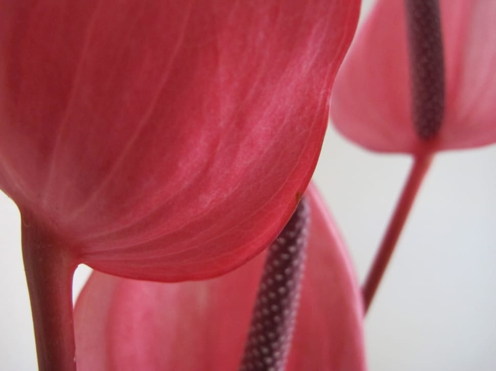red orchid flower preview
