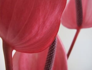 red orchid flower thumbnail