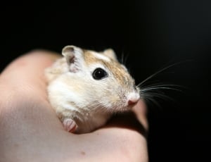 white and brown mouse thumbnail