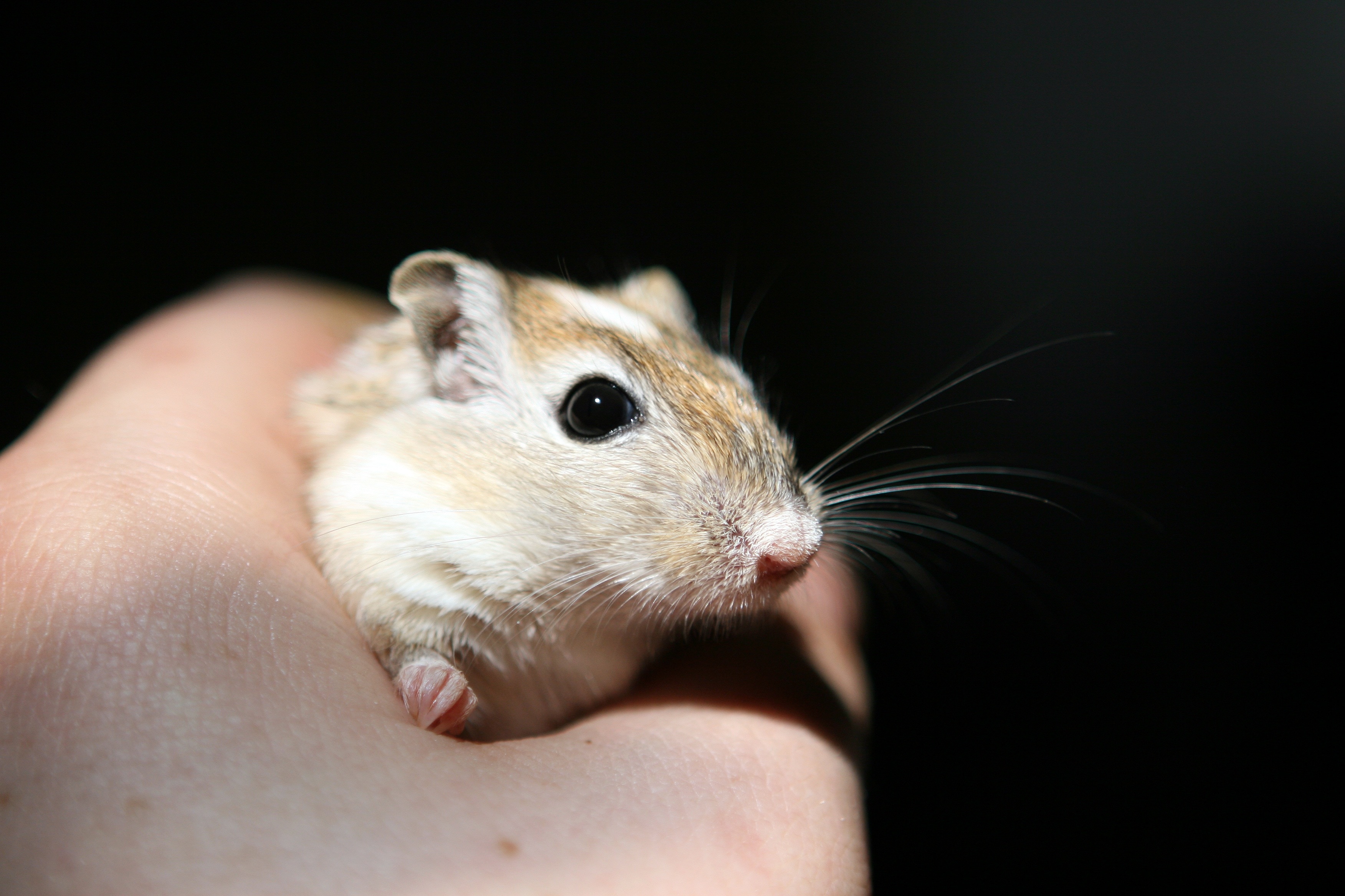 white and brown mouse