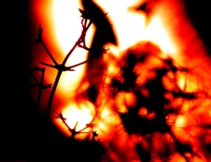 branch on fire thumbnail