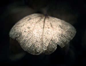 gray leaf thumbnail