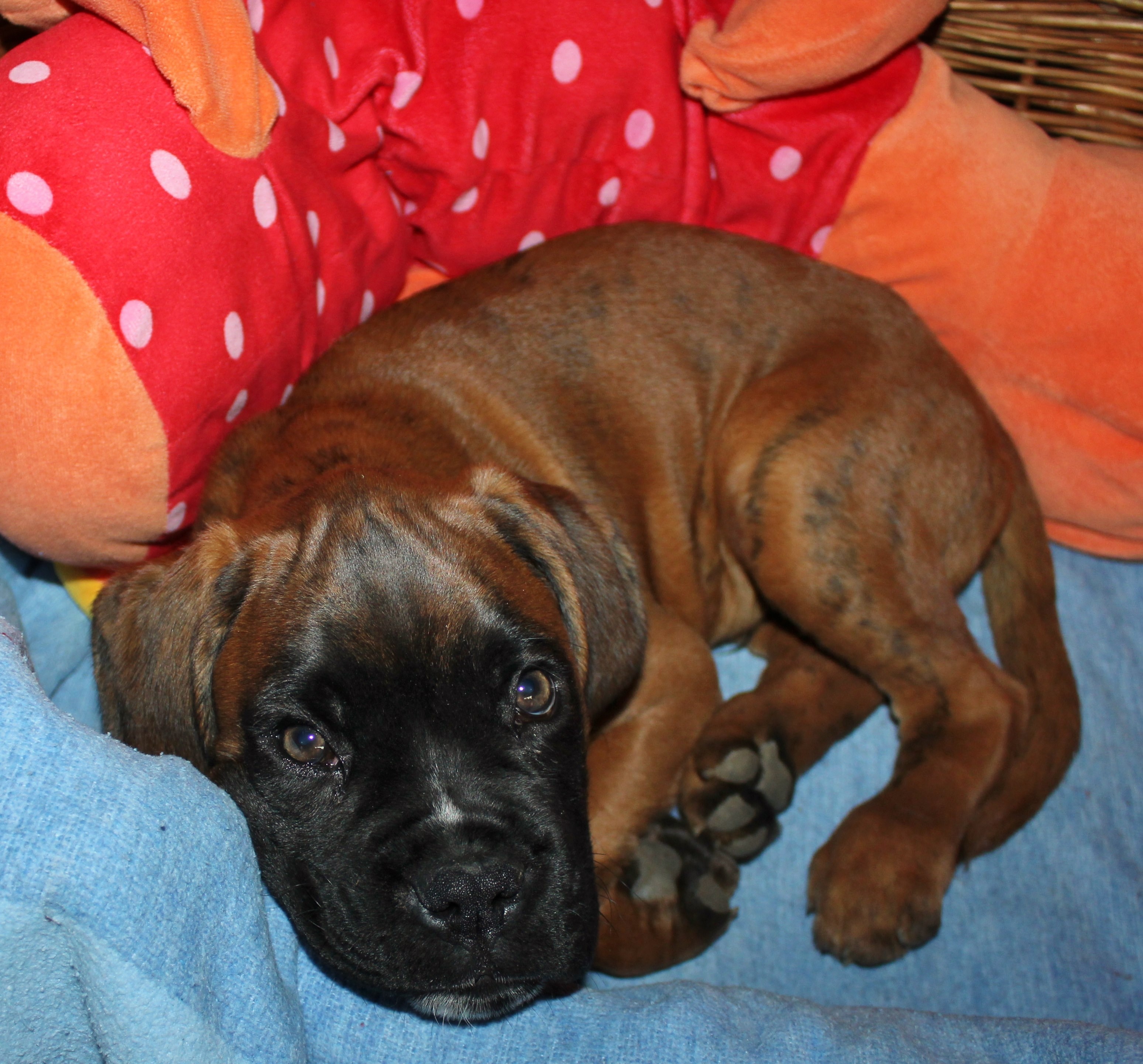 tan and black short coated puppy