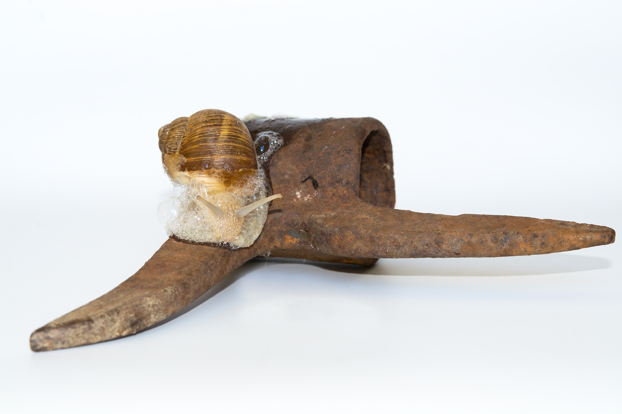 snail and metal tool