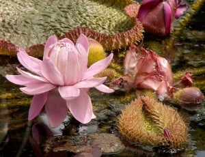 closeup photography of pink petaled flower thumbnail