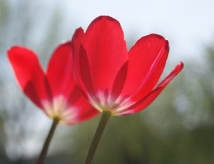 pink tulips thumbnail