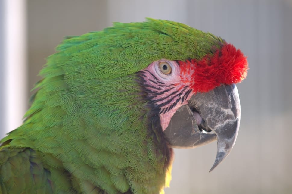 green and red parrot preview