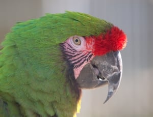 green and red parrot thumbnail