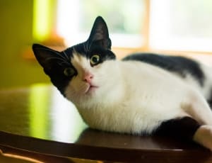 white and black short fur cat thumbnail