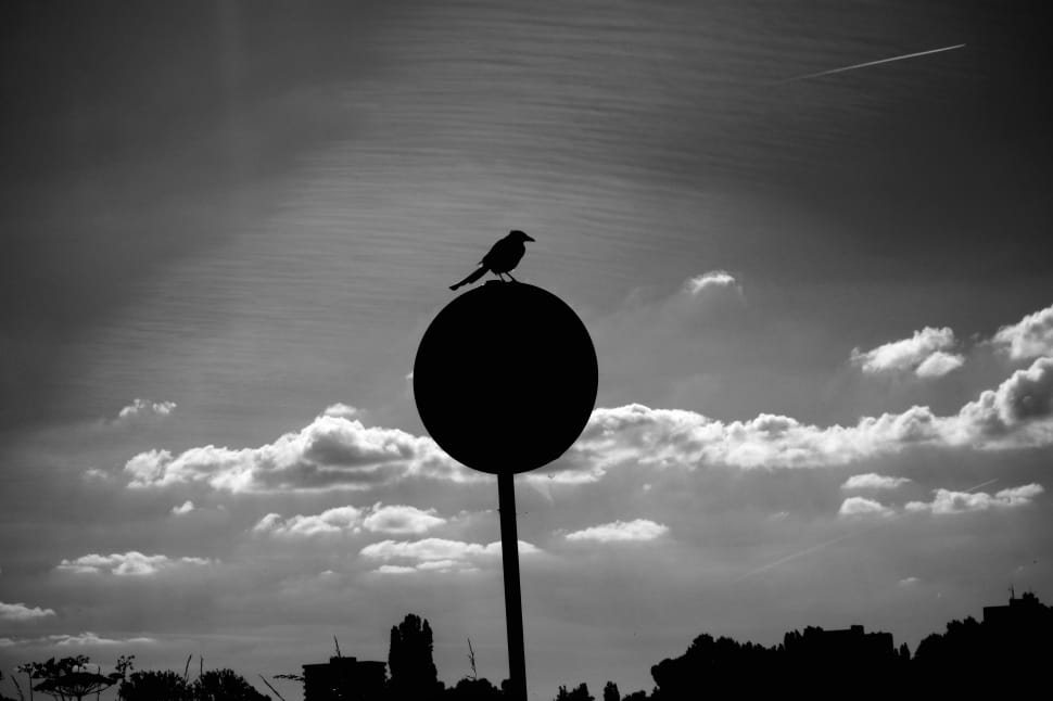 silhouette photography of pedestal signage and bird under cloudy sky preview