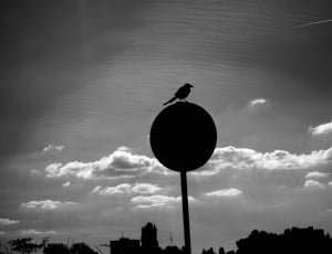 silhouette photography of pedestal signage and bird under cloudy sky thumbnail
