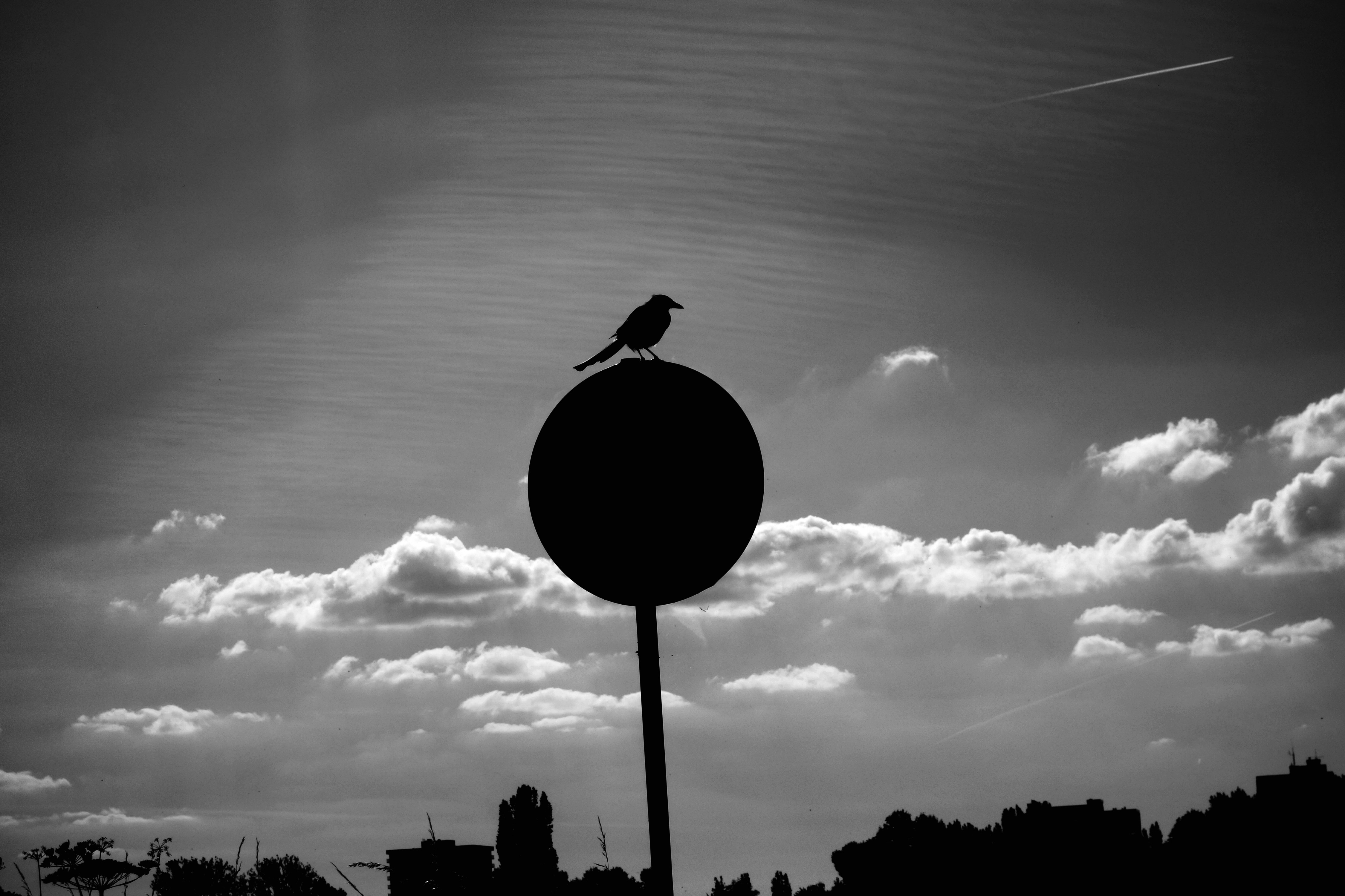 silhouette photography of pedestal signage and bird under cloudy sky