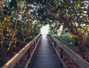 brown wooden walkway surrounded with trees during sunset thumbnail