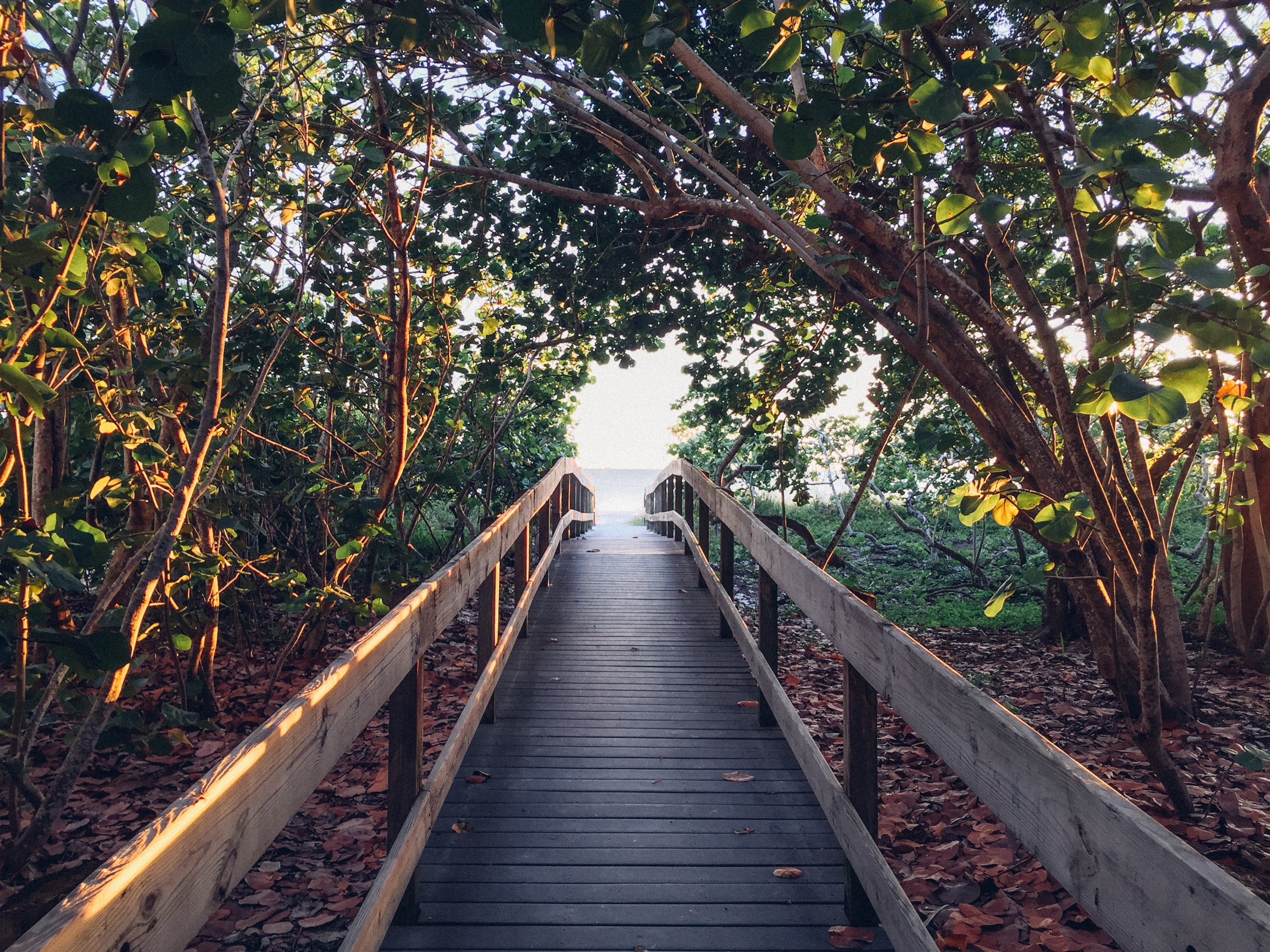 brown wooden walkway surrounded with trees during sunset