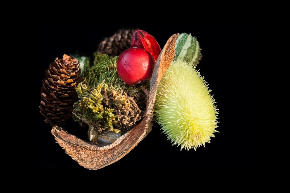 pine cone and red round fruit preview