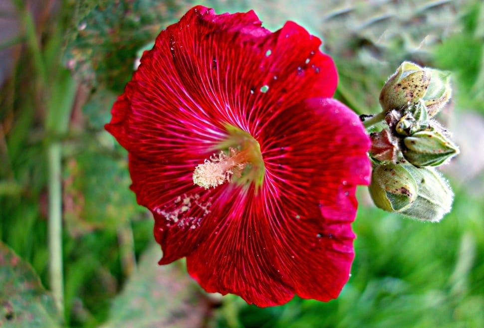 red rose mallow preview