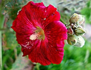 red rose mallow thumbnail
