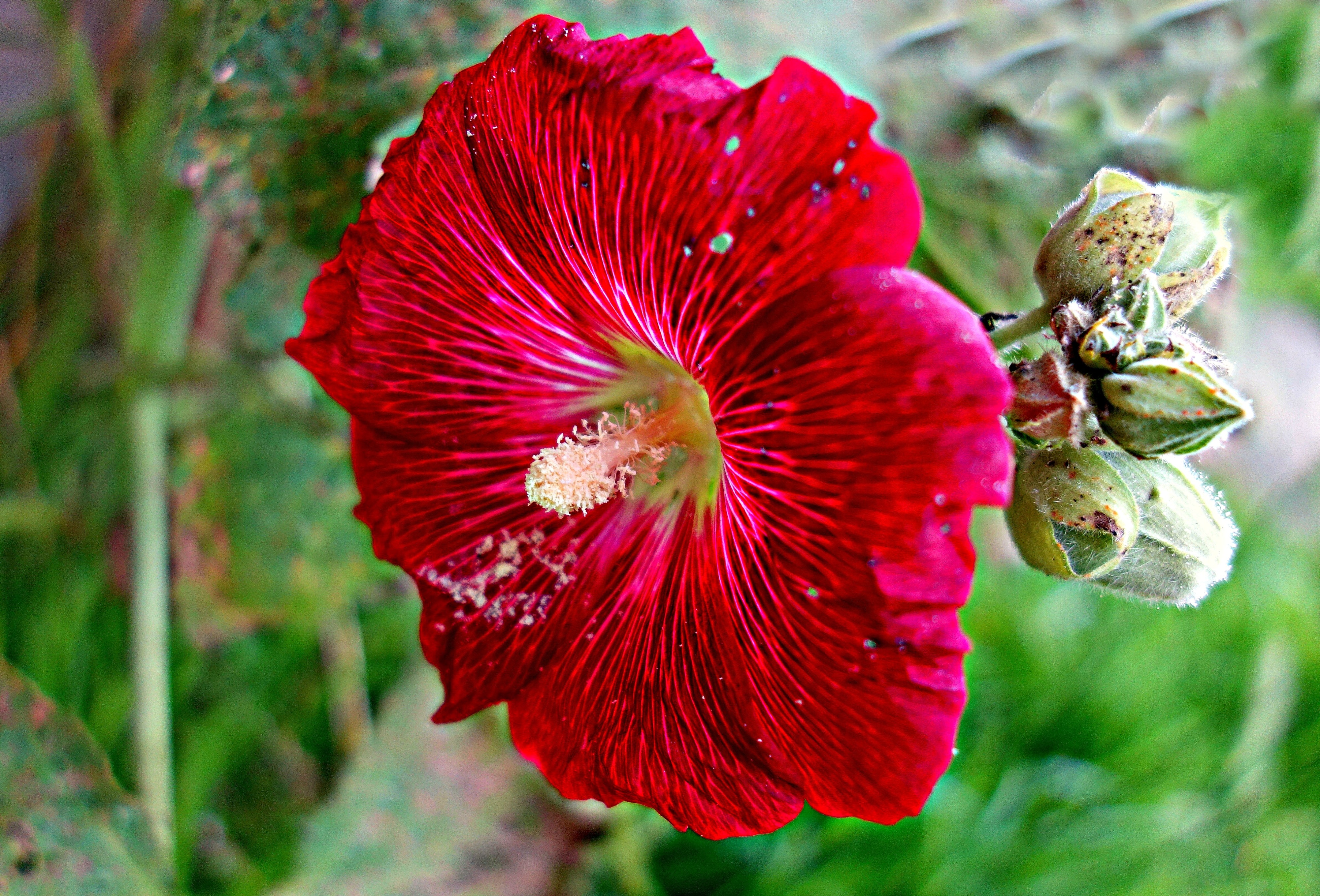 red rose mallow