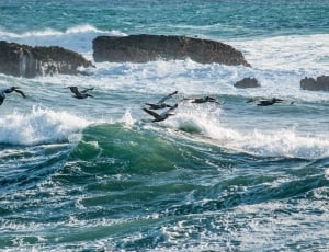 black and white birds on sea waves thumbnail