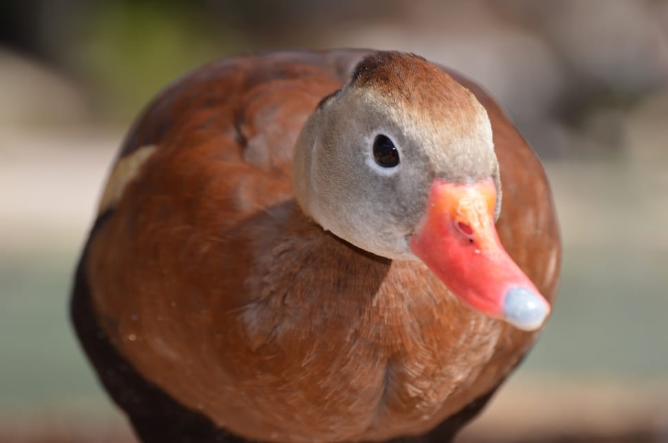 brown and grey duck tilt shift focus photo preview