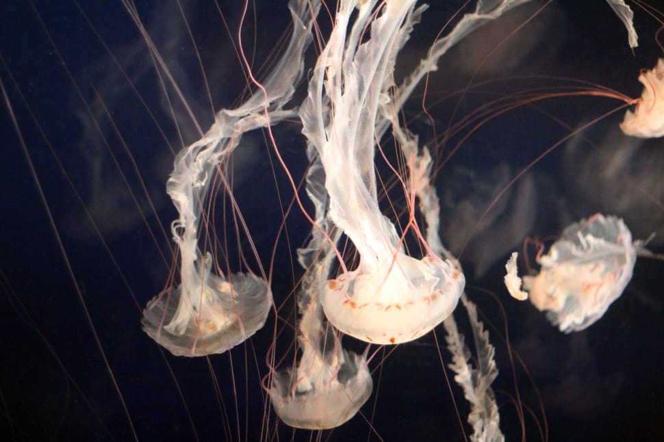5 white jellyfishes preview